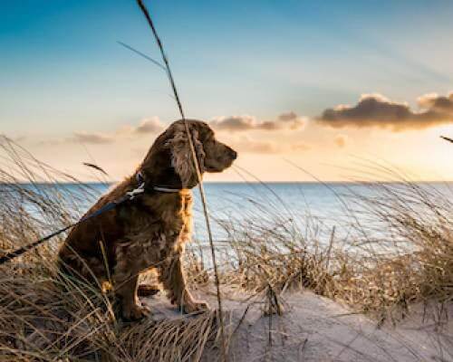 Thing To Do Dog Friendly