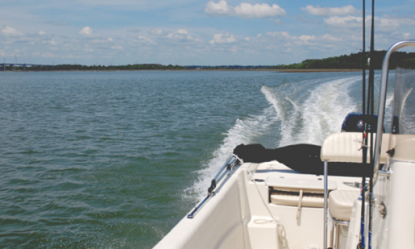 Things To Do Sea Monkeys Watersports