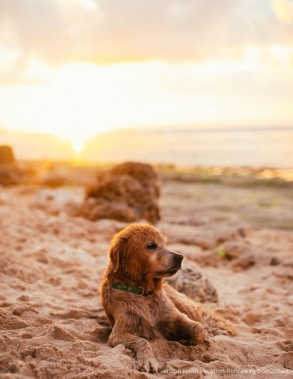 Pet Friendly Hilton Head Vacation Rentals by host2coast